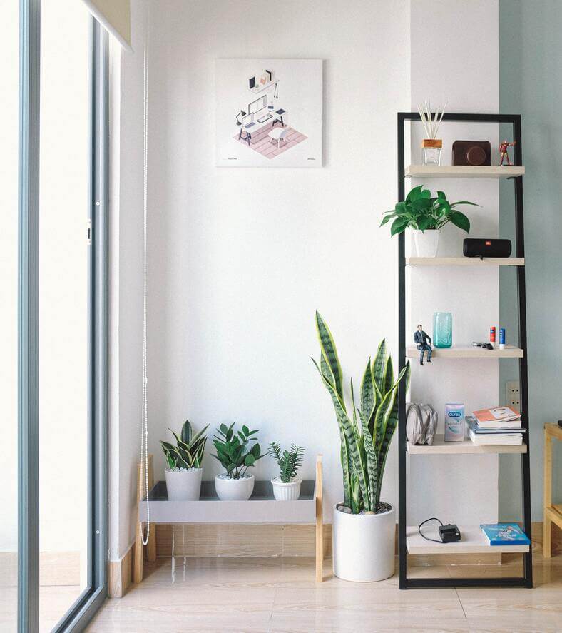 Rekomendasi House Plant yang Cantik dan Menyejukkan Mata