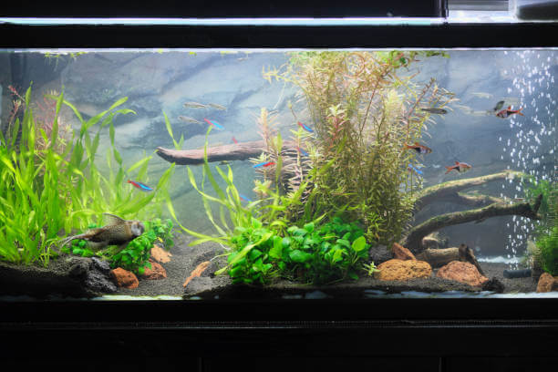 Aquascape Minimalis