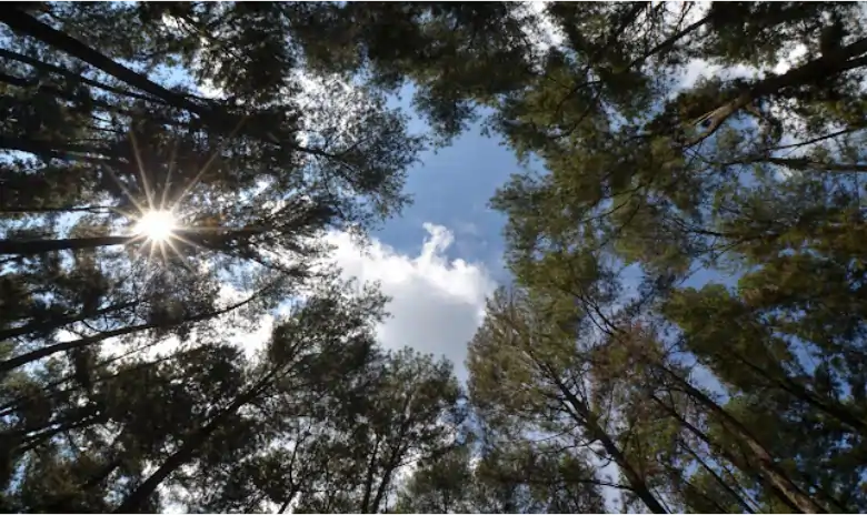 Top Selfie Cemoro Sewu, Spot Wisata Instagramable di Tengah Hutan Ungaran!